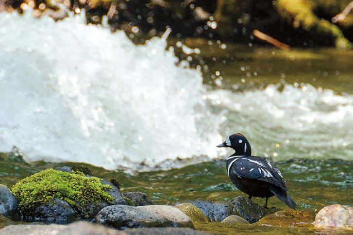 Harlequin duck in the Skagit River