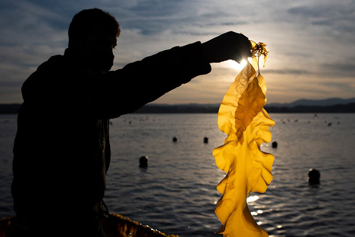 Fisherman holding kelp up to the sunlight