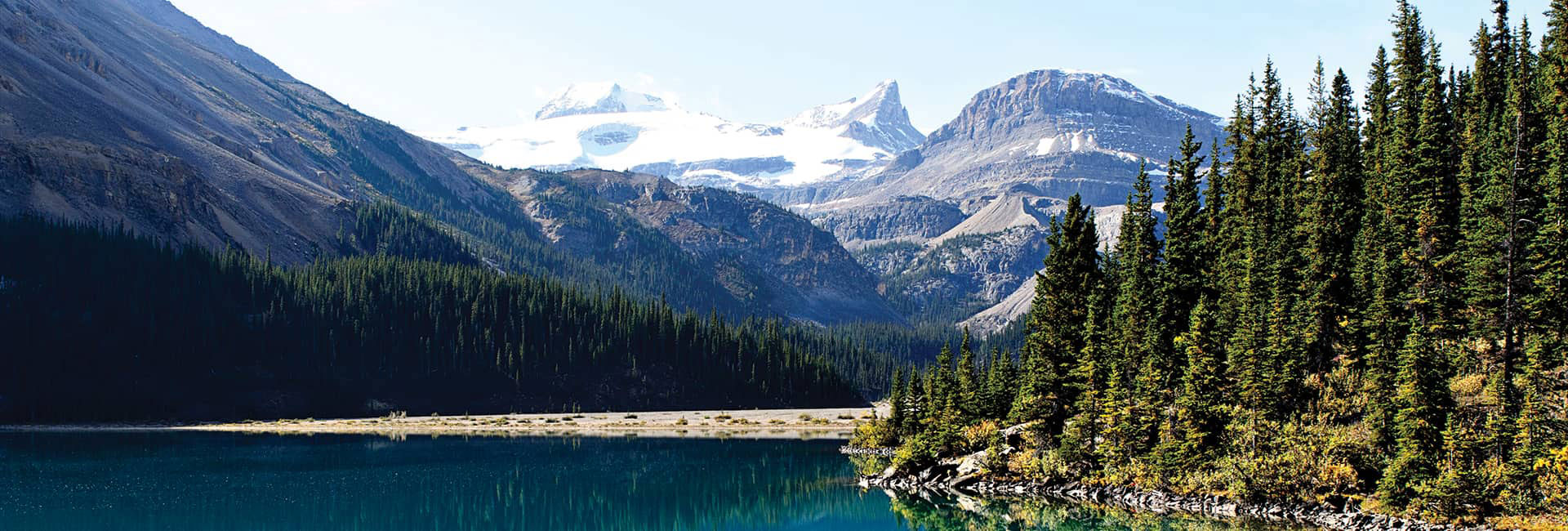 Where to Travel with Your Dog on Vancouver Island