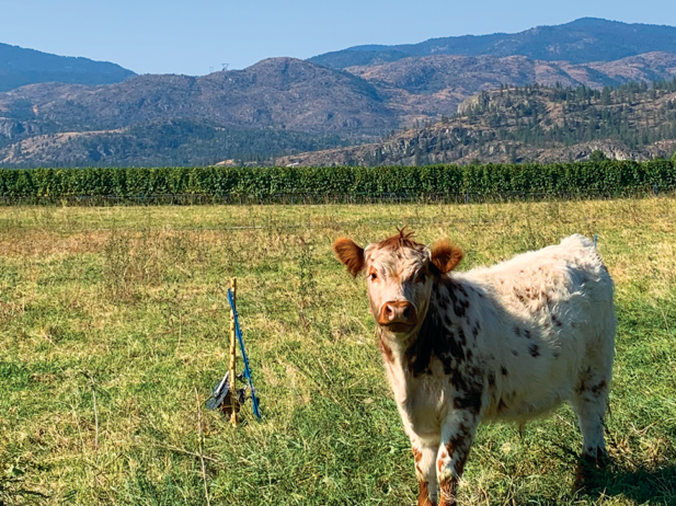 A cow in a field with mountains in the distance