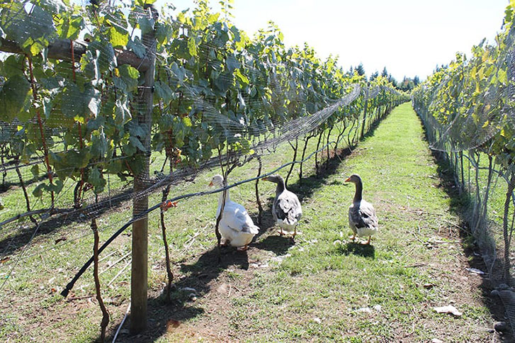 Ducks and Vineyard