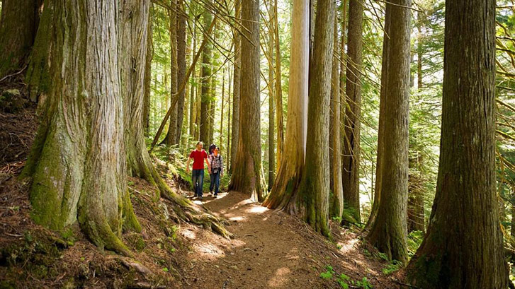Ancient Cedar Trail; photo by Mike Crane for Tourism Whistler