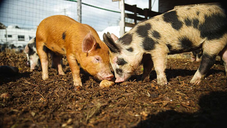 Interact with the animals and browse through a selection of local and organic products at the Urban Digs's farm market (when you're not busy eating bacon, that is).